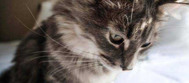 There is a great number of brands that are animal cruelty-free. Check them out! (Copyright free) There is a great number of brands that are animal cruelty-free. Check them out! (Copyright free)