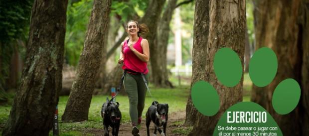 Tratar a los perros como humanos les causa ansiedad Tratar a los perros como humanos les causa ansiedad