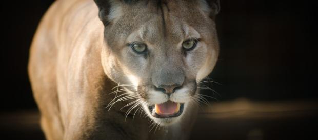 Un puma ha sbranato una ciclista negli Stati Uniti Un puma ha sbranato una ciclista negli Stati Uniti