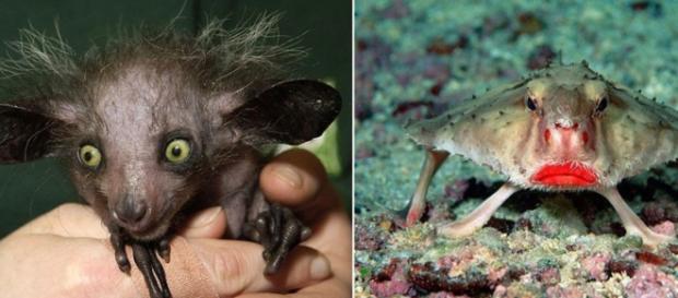 Existem milhares de criaturas bizarras que muita gente nunca ouviu falar e muito menos viu alguma vez na vida Existem milhares de criaturas bizarras que muita gente nunca ouviu falar e muito menos viu alguma vez na vida