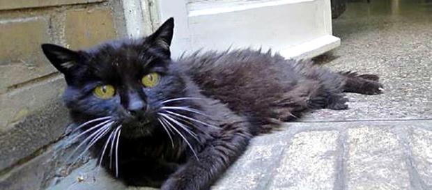 Kimba el Gato Desaparecido 18 años vuelve con su dueño Kimba el Gato Desaparecido 18 años vuelve con su dueño