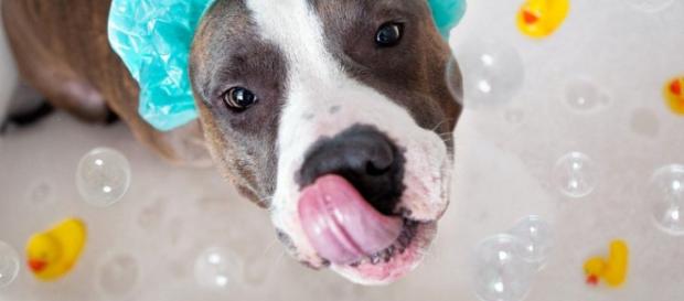 Razones por las que el baño es el mejor momento de un perro - recreoviral.com Razones por las que el baño es el mejor momento de un perro - recreoviral.com