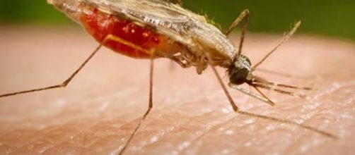 In alto, insetto portatore della malaria