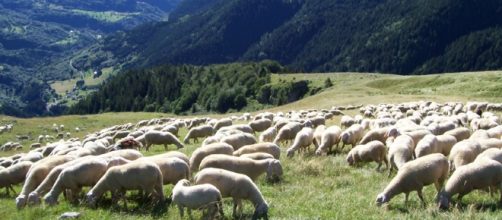 Pecore a Roma per falciare l'erba