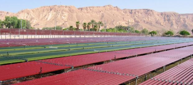 12 empresas de tecnología agrícola de Israel que están cambiando ... - israel21c.org 12 empresas de tecnología agrícola de Israel que están cambiando ... - israel21c.org