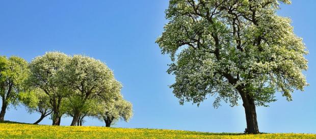 Científicos descubren que los árboles tiene 'latido' Científicos descubren que los árboles tiene 'latido'
