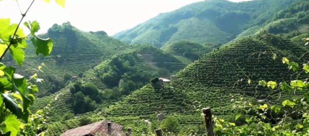 Prosecco veneto: troppi pesticidi? Prosecco veneto: troppi pesticidi?