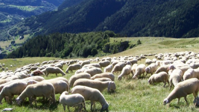 Pecore a Roma per falciare l'erba