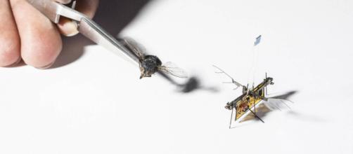 Il primo insetto robotico che vola da solo