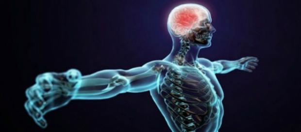 Como funciona o corpo humano e como é constituído? Existem muitas curiosidades que rondam este assunto. Como funciona o corpo humano e como é constituído? Existem muitas curiosidades que rondam este assunto.