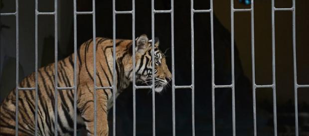 Fonte: https://www.independent.co.uk/environment/animal-farmssoutheast-asia-fuel-illegal-trade-rare-wildlife-a7775436.html Fonte: https://www.independent.co.uk/environment/animal-farmssoutheast-asia-fuel-illegal-trade-rare-wildlife-a7775436.html