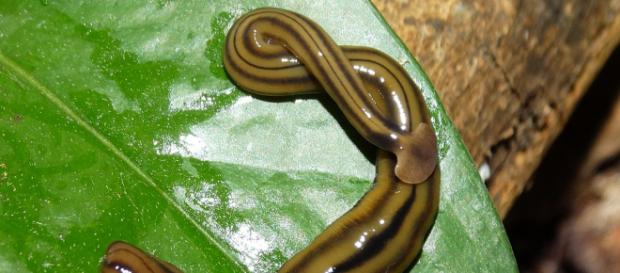 https://en.wikipedia.org/wiki/Bipalium_kewense https://en.wikipedia.org/wiki/Bipalium_kewense