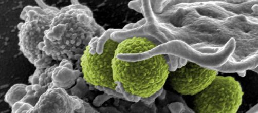 Científicos alemanes han descubierto cómo se produce un antibiótico en nuestra nariz que nos protege de las bacterias más agresivas