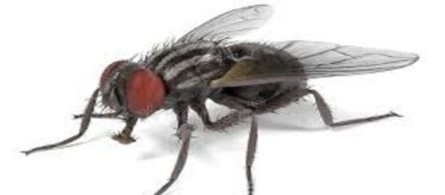 Su vida puede durar de 15 a 25 días, como mosca adulta.