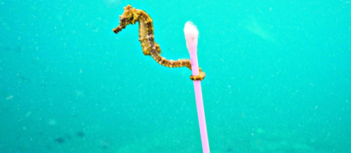 Siamo in un mare di plastica, 100 milioni di cotton fioc