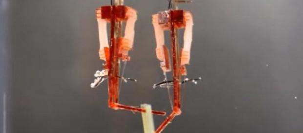 Robot con muscoli veri: dita cyborg Robot con muscoli veri: dita cyborg
