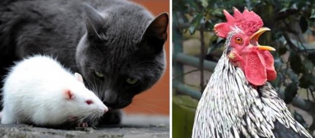 Talvez o gato não goste muito da carne de ratos, e o galo gosta de cantar pela manhã por algum motivo. O mundo animal é uma caixa de surpresas Talvez o gato não goste muito da carne de ratos, e o galo gosta de cantar pela manhã por algum motivo. O mundo animal é uma caixa de surpresas