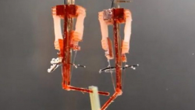 Robot con muscoli veri: dita cyborg