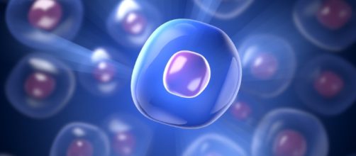 Cellule staminali totipotenti e regia embrionale