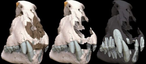Ricostruzione in 3D del cranio del ghepardo gigante. Foto tratta da bacheca.unipg.it