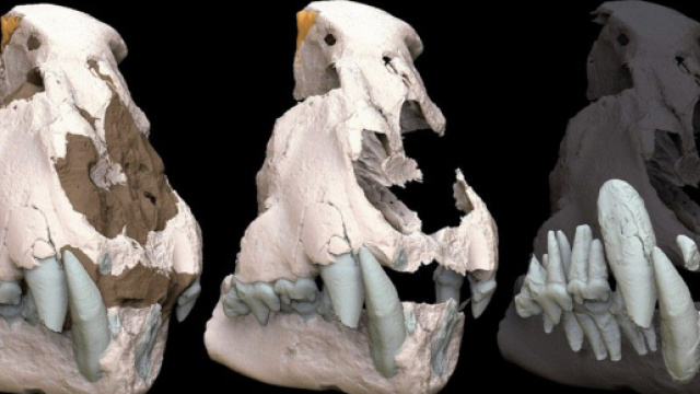Ricostruzione in 3D del cranio del ghepardo gigante. Foto tratta da bacheca.unipg.it