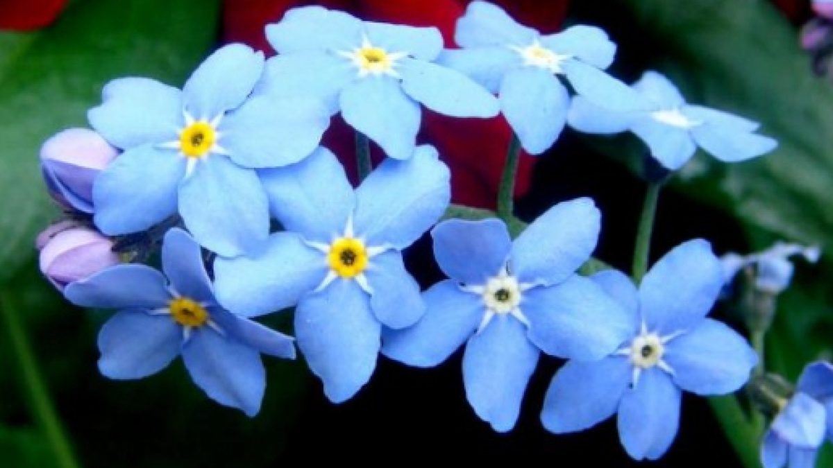 La flor Miosotis conocida también como no me olvides y su origen