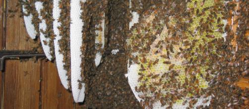 Un essaim d'abeilles niché entre volets et fenêtre au Château de la Faurie à Saint-Alban-d'Ay