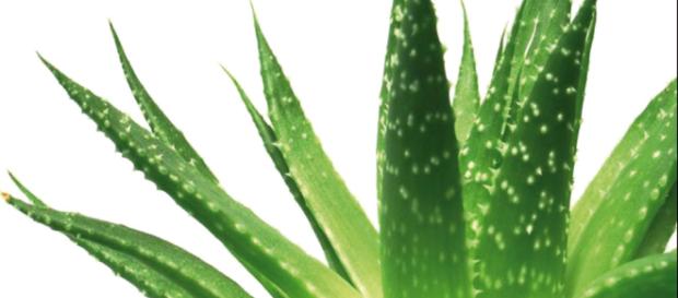 Aloe vera pode prevenir e curar várias enfermidades. Aloe vera pode prevenir e curar várias enfermidades.