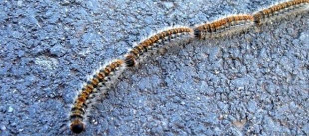 Esemplari di processionaria nella tipica fila indiana Esemplari di processionaria nella tipica fila indiana