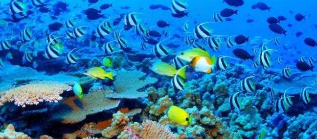 Hawaii: vietate creme solari per salvare ecosistema marino Hawaii: vietate creme solari per salvare ecosistema marino