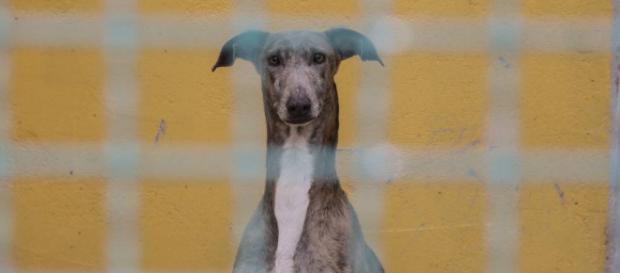 Sepa cómo actuar si encuentra un animal solo que parece estar perdido o abandonado. Sepa cómo actuar si encuentra un animal solo que parece estar perdido o abandonado.