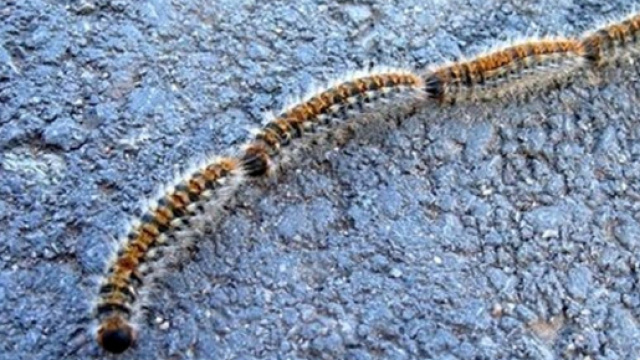 Esemplari di processionaria nella tipica fila indiana