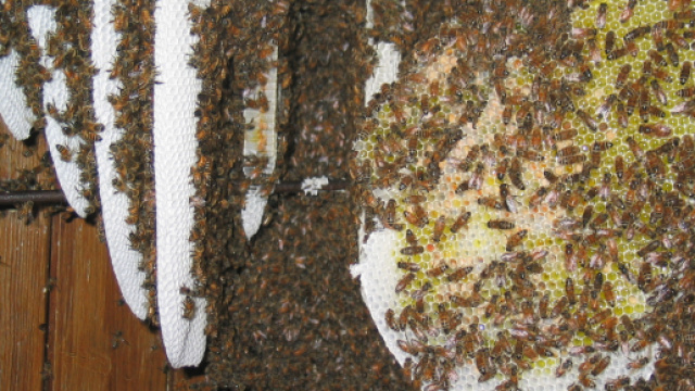 Un essaim d'abeilles niché entre volets et fenêtre au Château de la Faurie à Saint-Alban-d'Ay