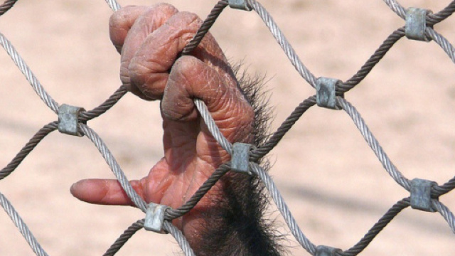 Perch&eacute; gli animali andrebbero considerati come 'persone' - animalistauntamed.com