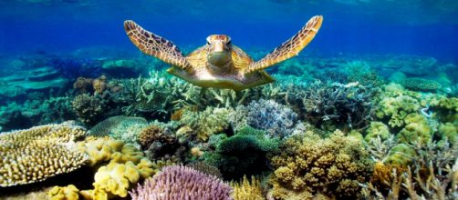Addio alla grande barriera corallina australiana?