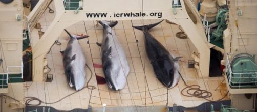 Mattanza di balene: uccise dai cacciatori giapponesi 333 balene di cui 122 incinte.