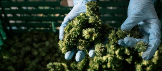 13.000 Anträge: Cannabis auf Rezept – Lieferengpässe in ... - welt.de 13.000 Anträge: Cannabis auf Rezept – Lieferengpässe in ... - welt.de