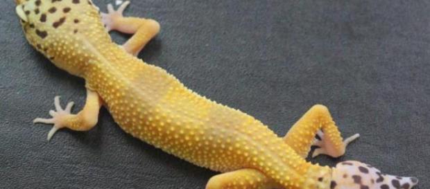 cola de este lagarto podría ayudar a curar lesiones medulares - lavanguardia.com cola de este lagarto podría ayudar a curar lesiones medulares - lavanguardia.com