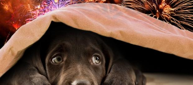 Os cachorros são sensíveis a barulhos intensos Os cachorros são sensíveis a barulhos intensos