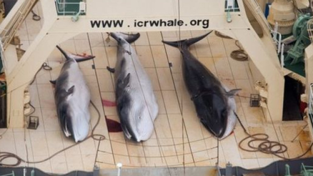 Mattanza di balene: uccise dai cacciatori giapponesi 333 balene di cui 122 incinte.