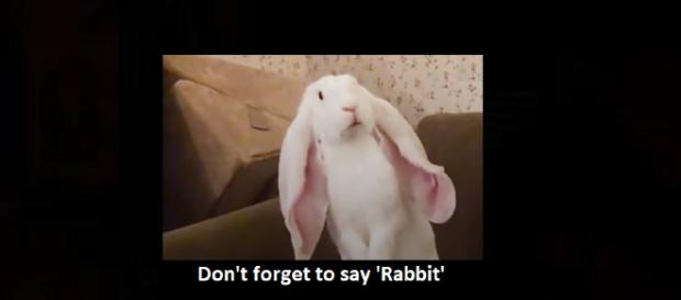 Don't forget to say 'Rabbit' before you say anything else on the first day of each month. Photo: The Dodo/YouTube Screenshot Don't forget to say 'Rabbit' before you say anything else on the first day of each month. Photo: The Dodo/YouTube Screenshot