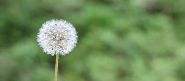 La alergia y su tratamiento natural - Remedios Naturales - remediosnaturales.es La alergia y su tratamiento natural - Remedios Naturales - remediosnaturales.es
