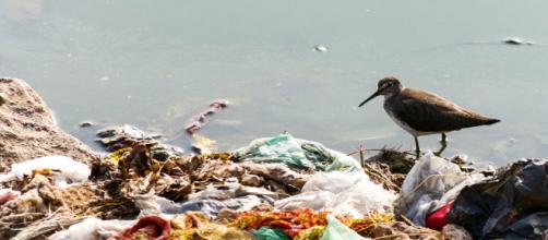 Playa llena de residuos plásticos.