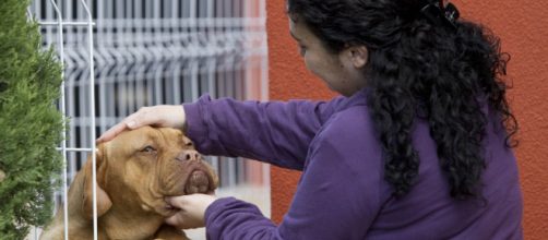Por qué nos sentimos tan apegados a nuestros perros