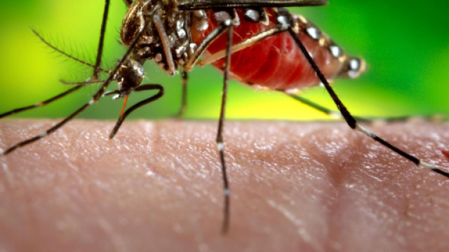 La Dengue si trasmette anche per via sessuale?