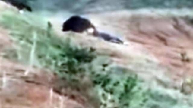 Tenta di fare un selfie con l'orso, ma viene sbranato