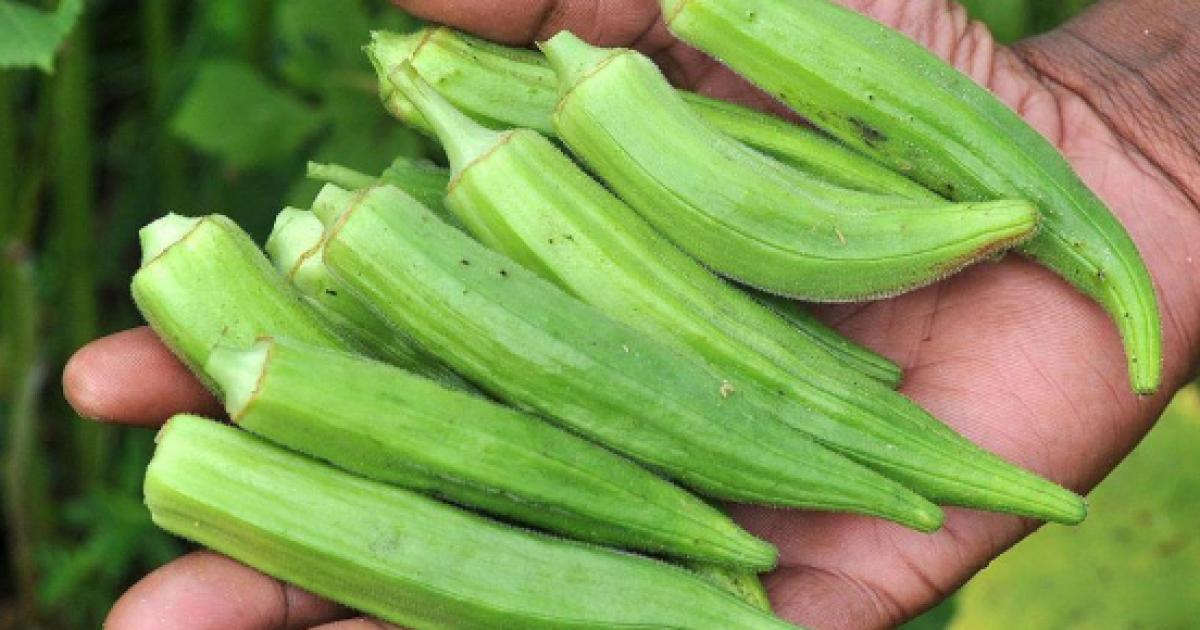 5 Maravillosos Beneficios De Okra