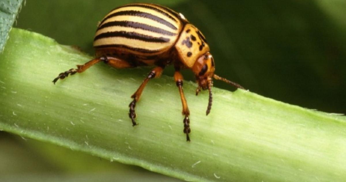¿Cuál es el animal más pequeño del mundo? ¿Cuál es el animal más pequeño del mundo?
