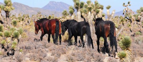 Feral horses in the Cold Creek, Spring Mountains, Nevada (Image credit – Del Brown, Wikimedia Commons)
