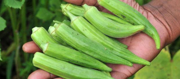 La okra también denominada quimbombó, qumbio, gumbo, bamia o algalia es una vaina de color verde La okra también denominada quimbombó, qumbio, gumbo, bamia o algalia es una vaina de color verde